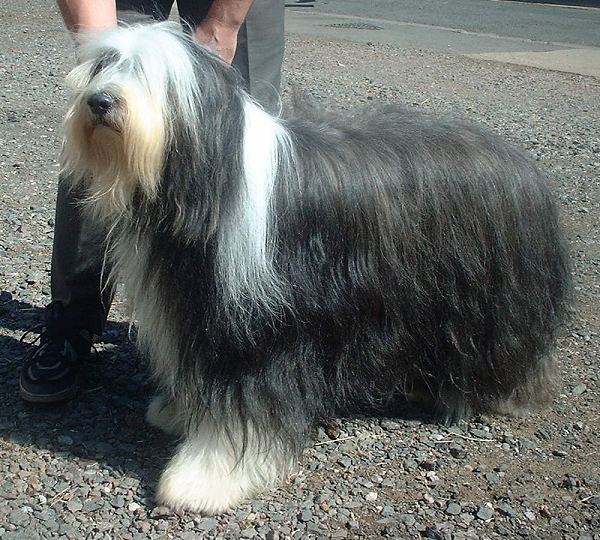 Бородатая колли