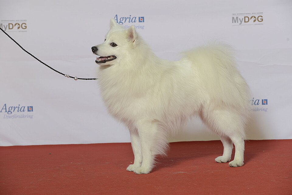 Японский шпиц