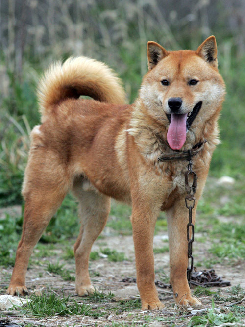 Корейский джиндо