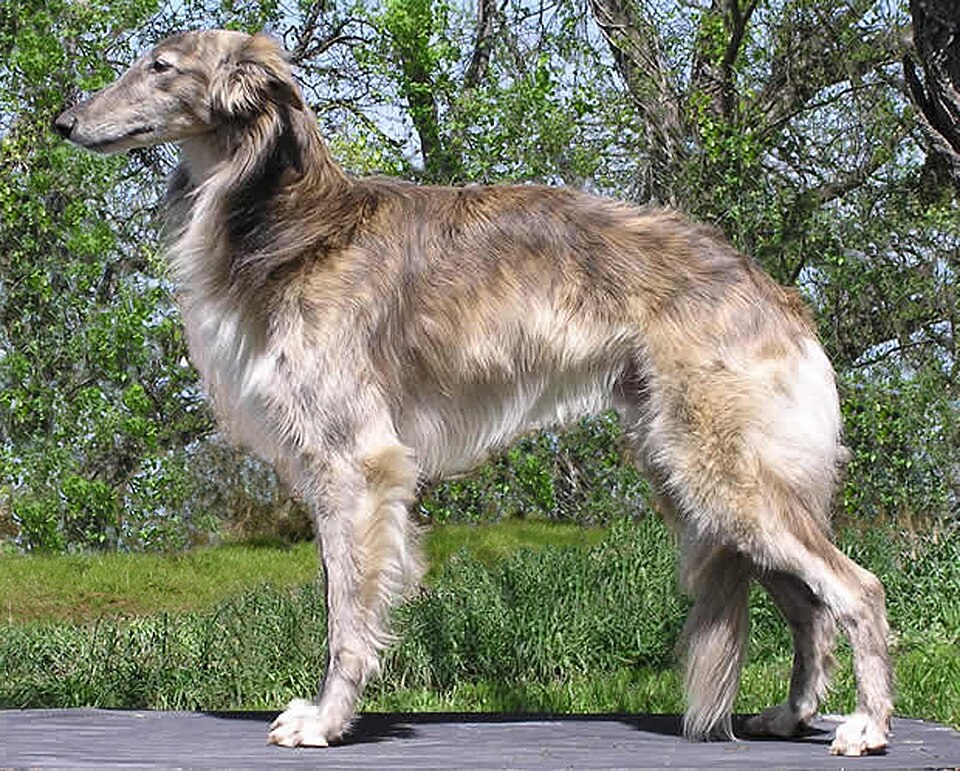 Силкен виндхаунд